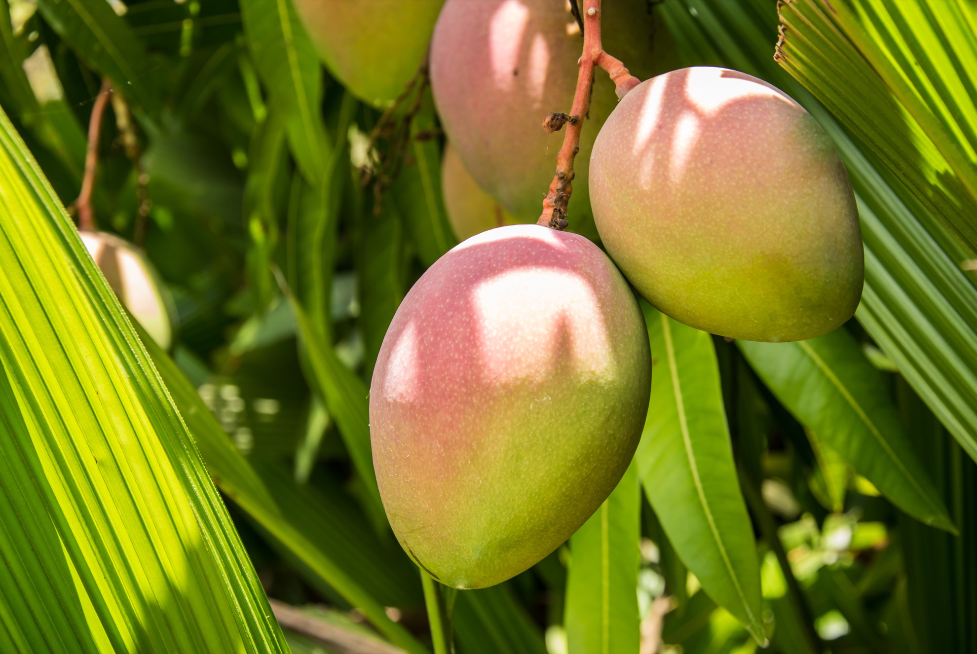10 tipos de frutas que debes probar en Costa Rica - 7