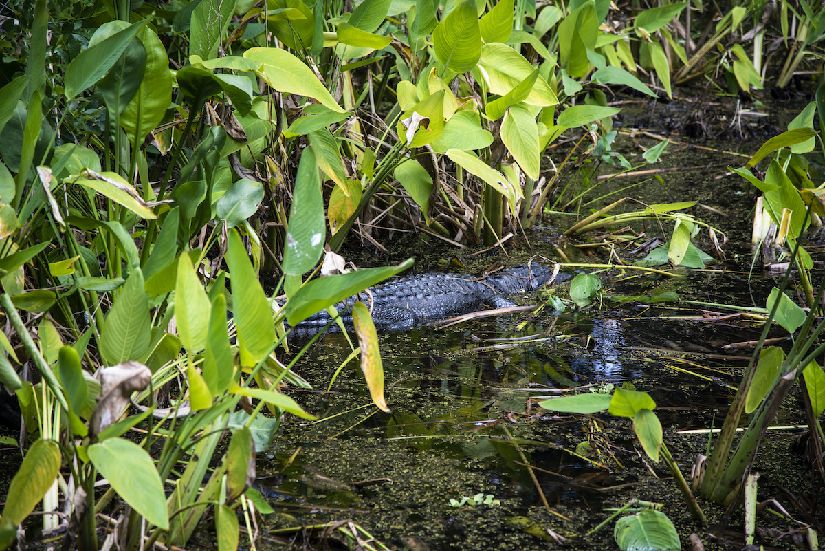 11 razones para visitar el santuario de pantano de sacacorchos de Florida - 7