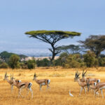 11 cosas que desearía haber sabido antes de mi safari africano