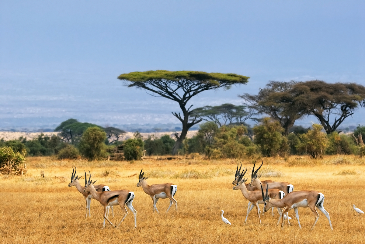 11 cosas que desearía haber sabido antes de mi safari africano - 3