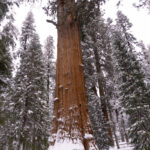 7 mejores caminatas en el Parque Nacional Sequoia según una guía experimentada