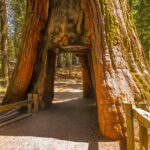 Visitar Mariposa Grove de California: 9 cosas que saber