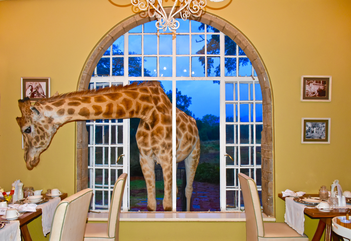 Giraffes e invitados se mezclan en la nueva piscina infinita de este hotel Kenyan - 3