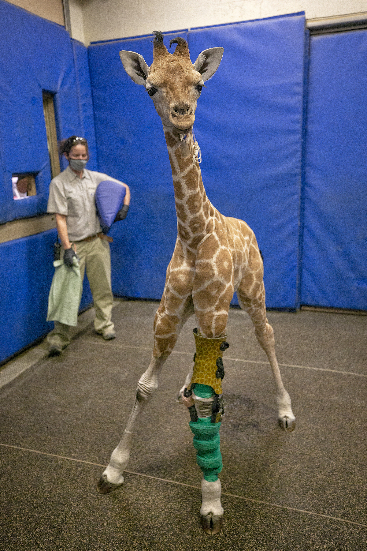 El personal de San Diego Zoo Safari Park ayuda a caminar con jirafa para bebés con ortesis especial - 7