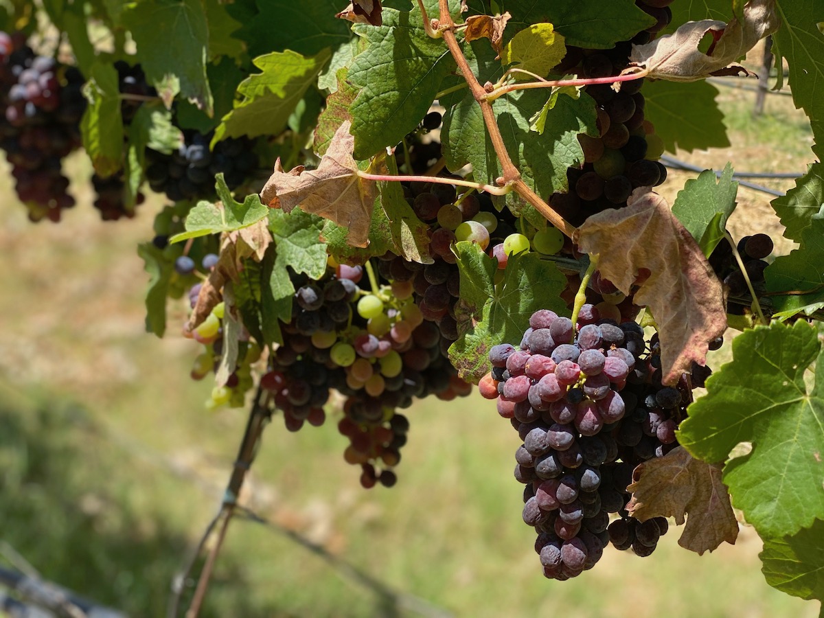 4 increíbles aventuras de vino al aire libre en el condado de Sonoma - 21