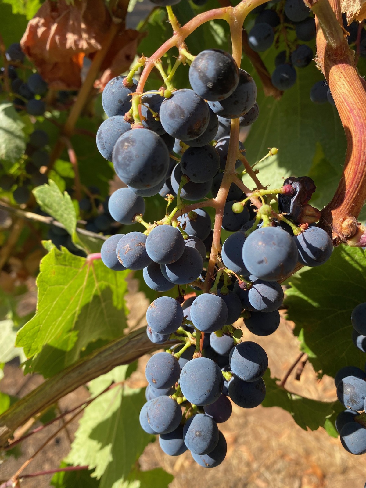 4 increíbles aventuras de vino al aire libre en el condado de Sonoma - 11
