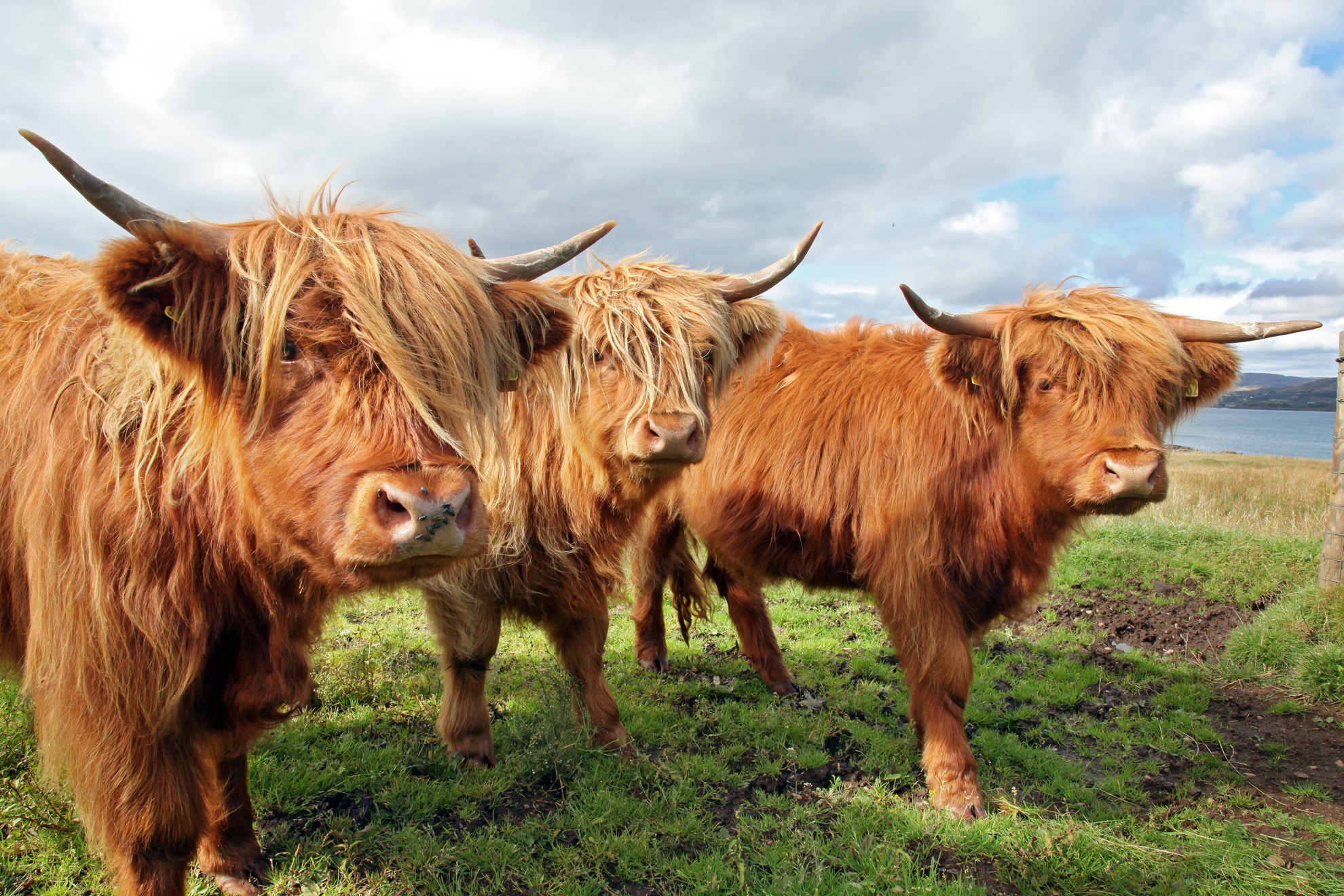 Conoce al ganado Highland, las majestuosas vacas y toros de Escocia - 7