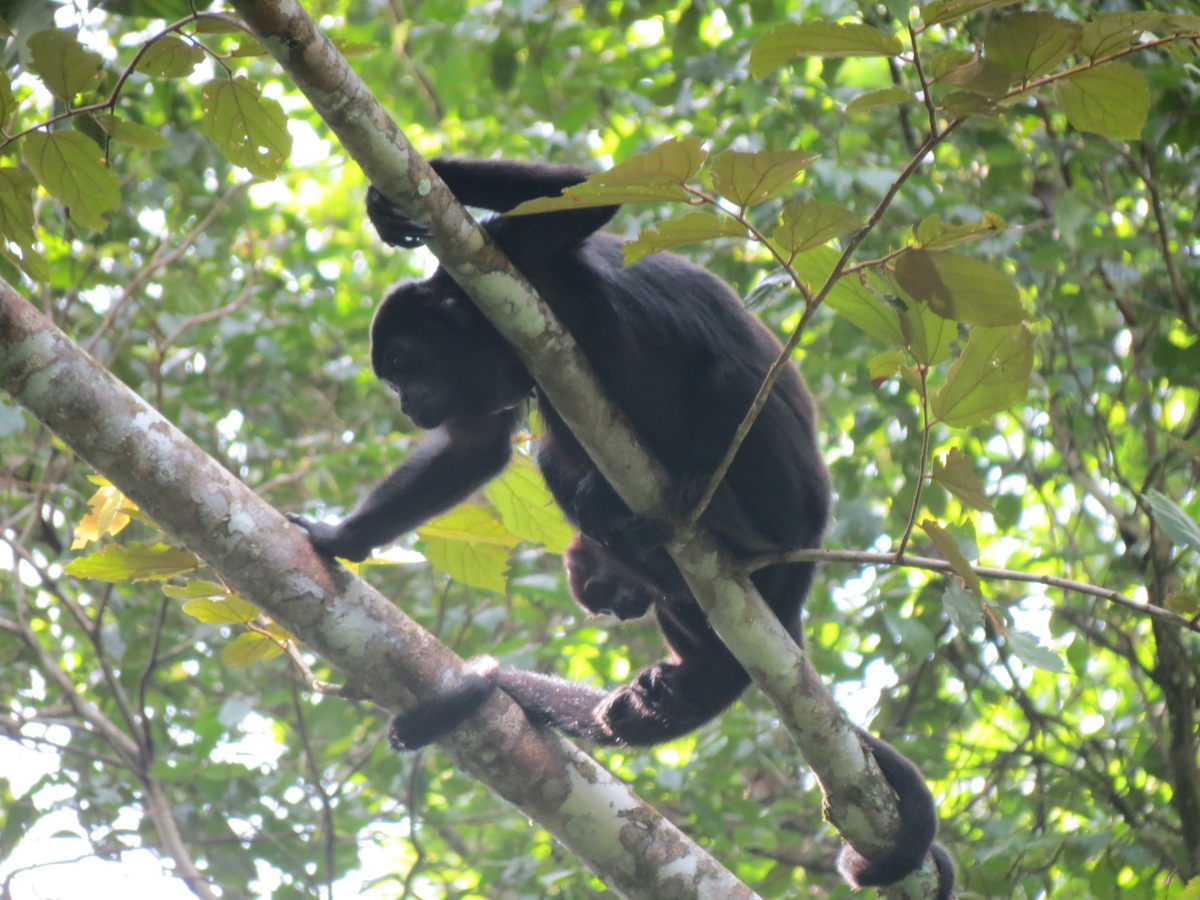 16 Aventuras increíbles en la selva tropical de Panamá - 23