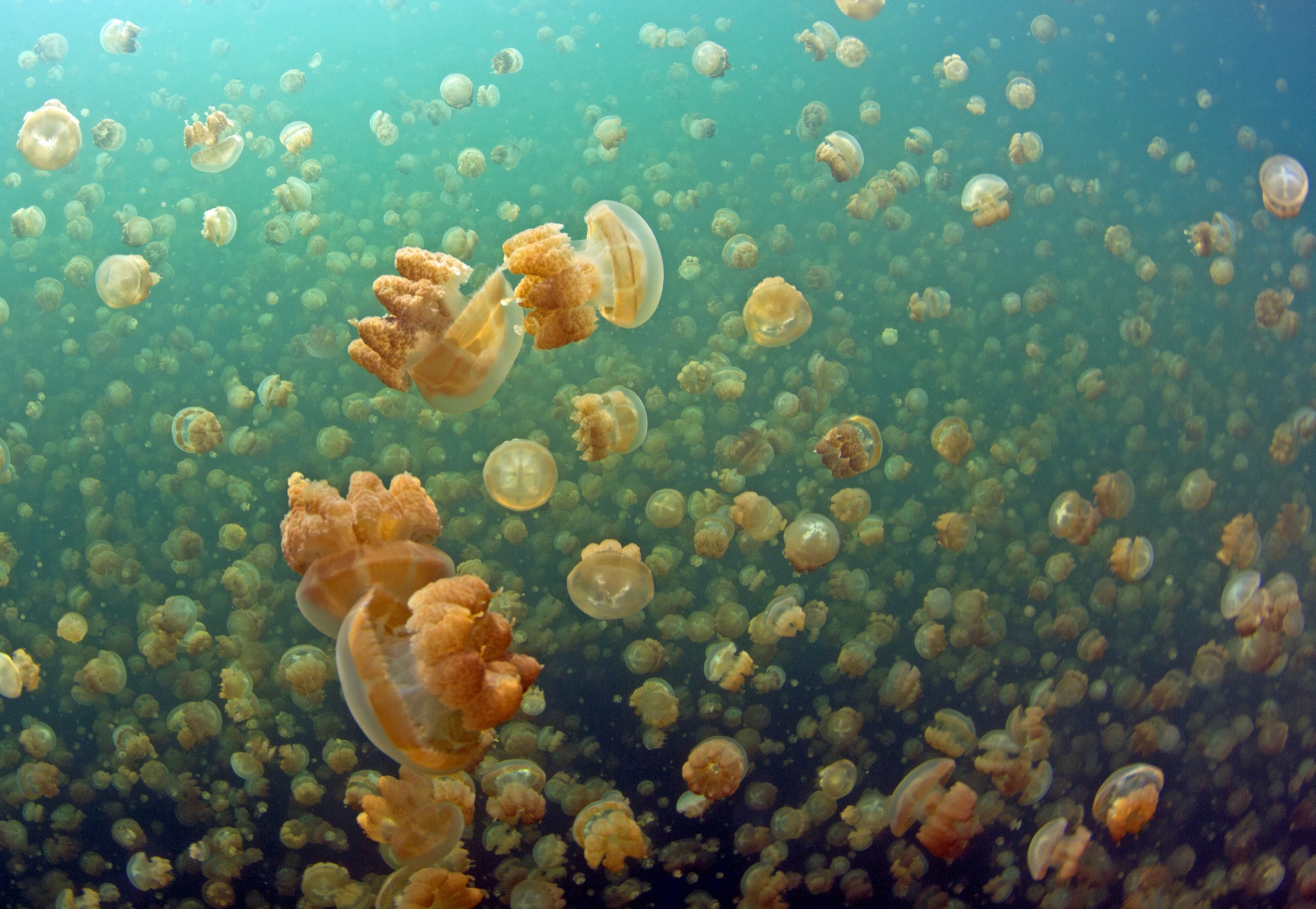 Cómo nadar con miles de medusas doradas en Palau, Micronesia - 15