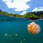 Cómo nadar con miles de medusas doradas en Palau, Micronesia