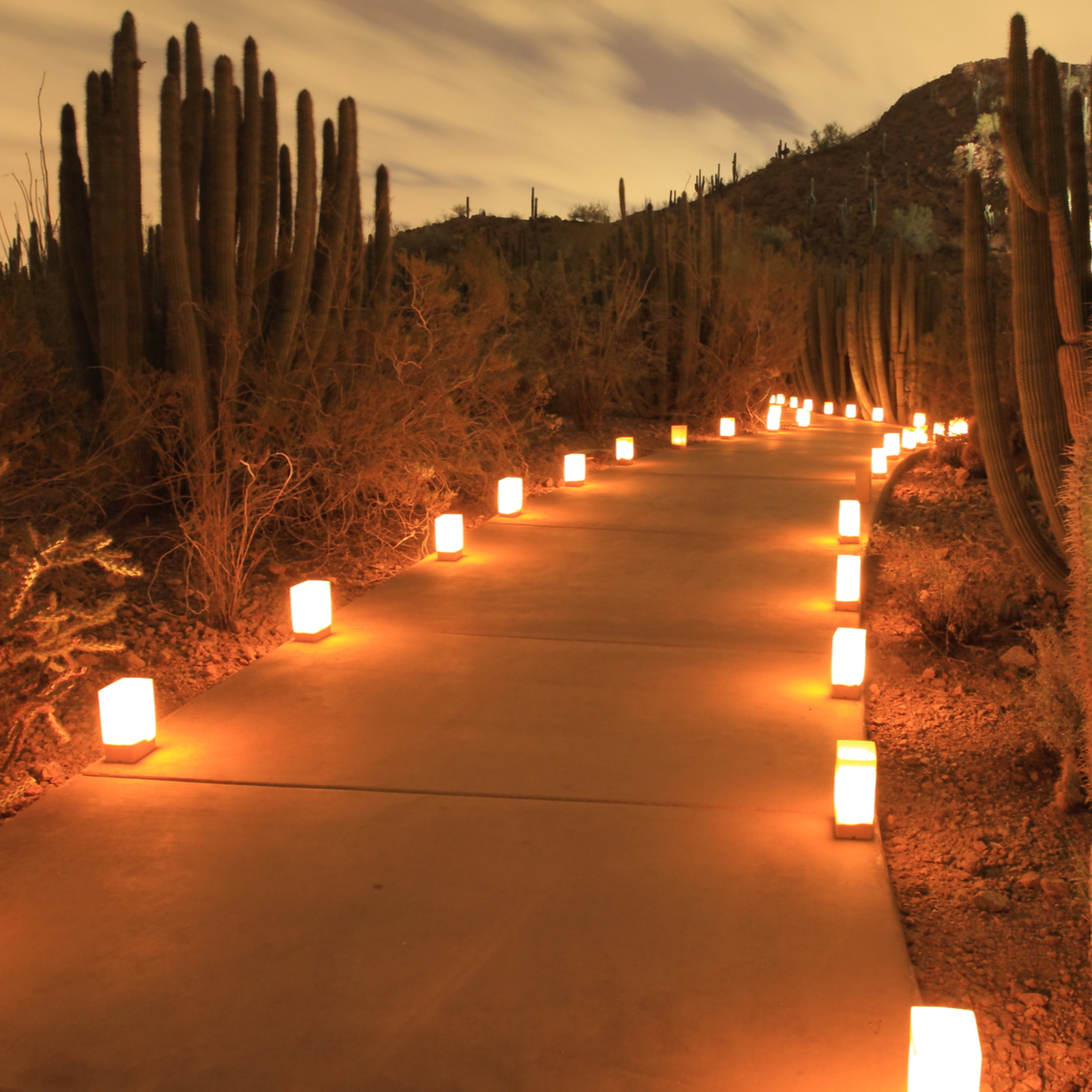 Las mejores luces navideñas del jardín botánico en los EE. UU. - 9