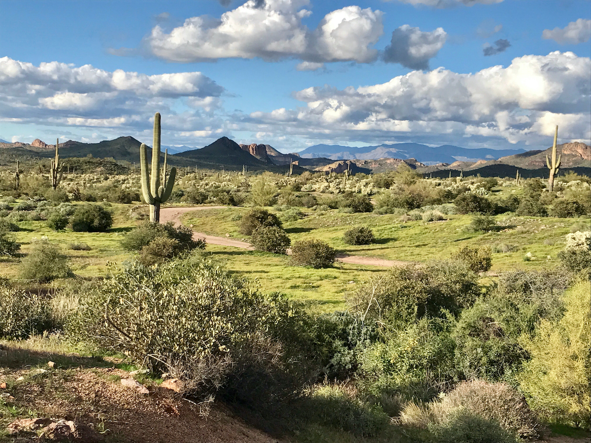 7 mejores lugares para experimentar el desierto de Sonora - 17