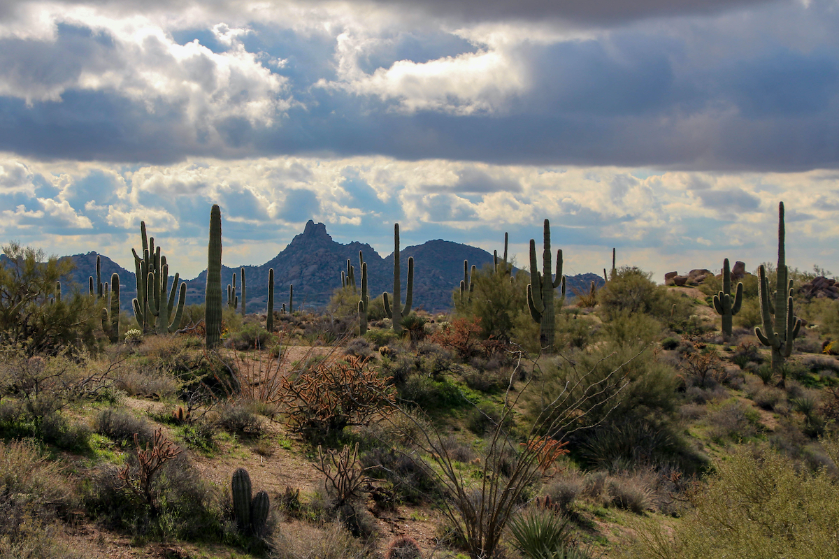 7 mejores lugares para experimentar el desierto de Sonora - 7