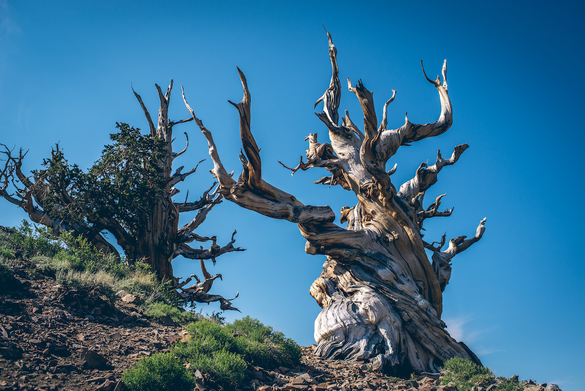 Uno de los árboles más antiguos del mundo reside en las montañas de este estado de EE. UU. - 7