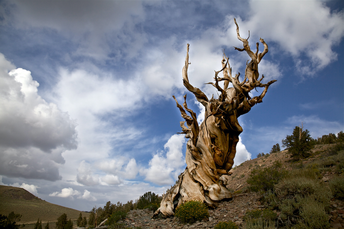 Uno de los árboles más antiguos del mundo reside en las montañas de este estado de EE. UU. - 9