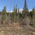 11 Aventuras increíbles en el Parque Nacional Denali y preservar