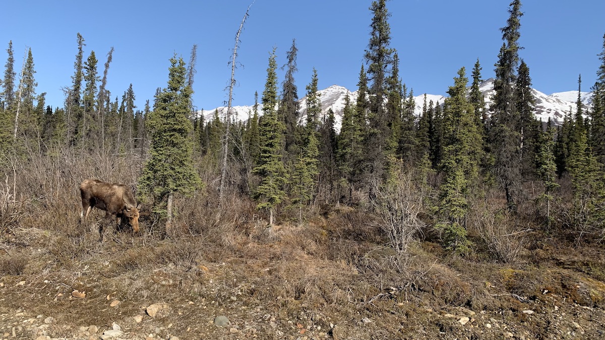 11 Aventuras increíbles en el Parque Nacional Denali y preservar - 371