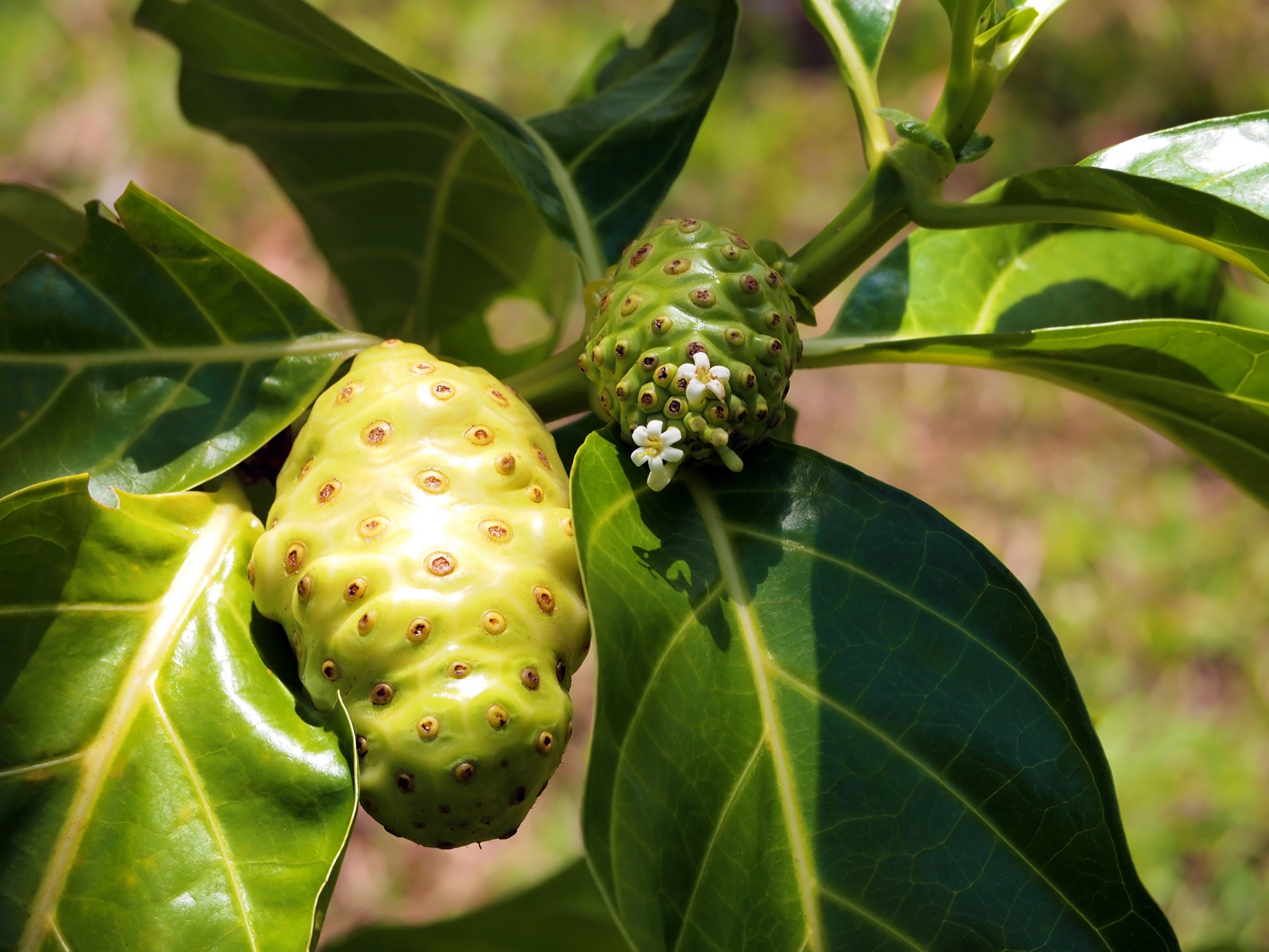 10 tipos de frutas que debes probar en Costa Rica - 13