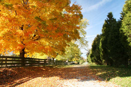Top 10 de follaje de otoño por los EE. UU. - 17