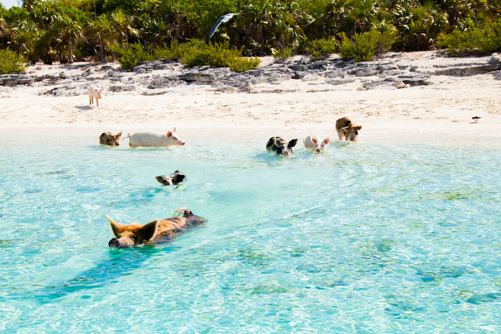 Nadando con cerdos en las Bahamas: lo que necesitas saber - 13