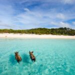 Nadando con cerdos en las Bahamas: lo que necesitas saber