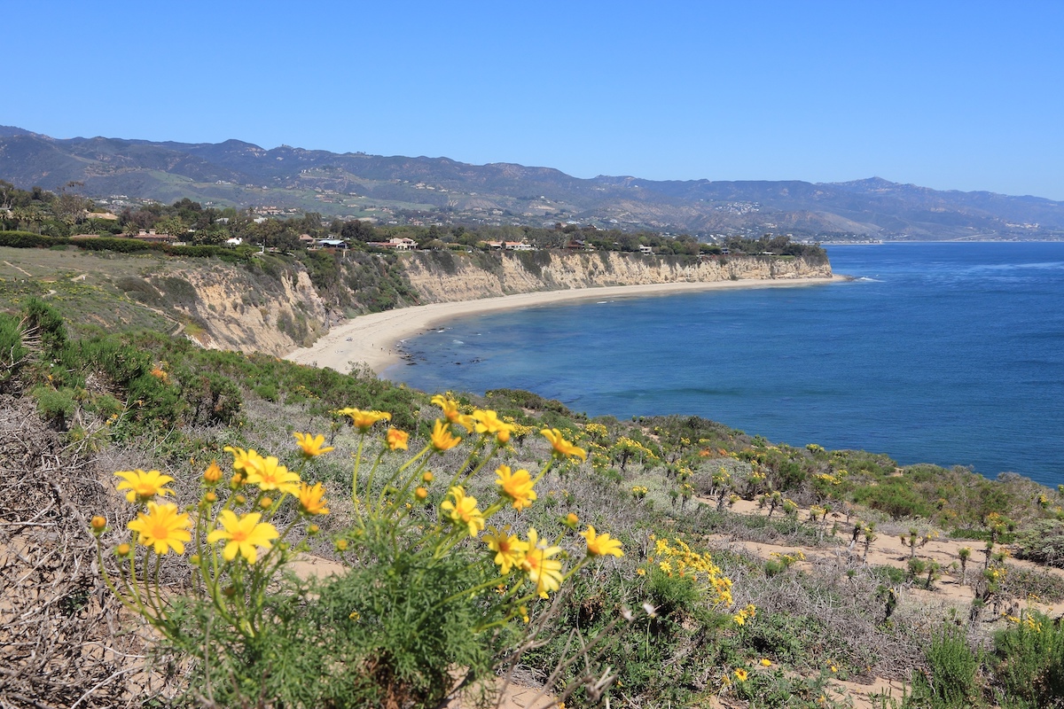 Los mejores lugares para ver flores de primavera en el sur de California - 11