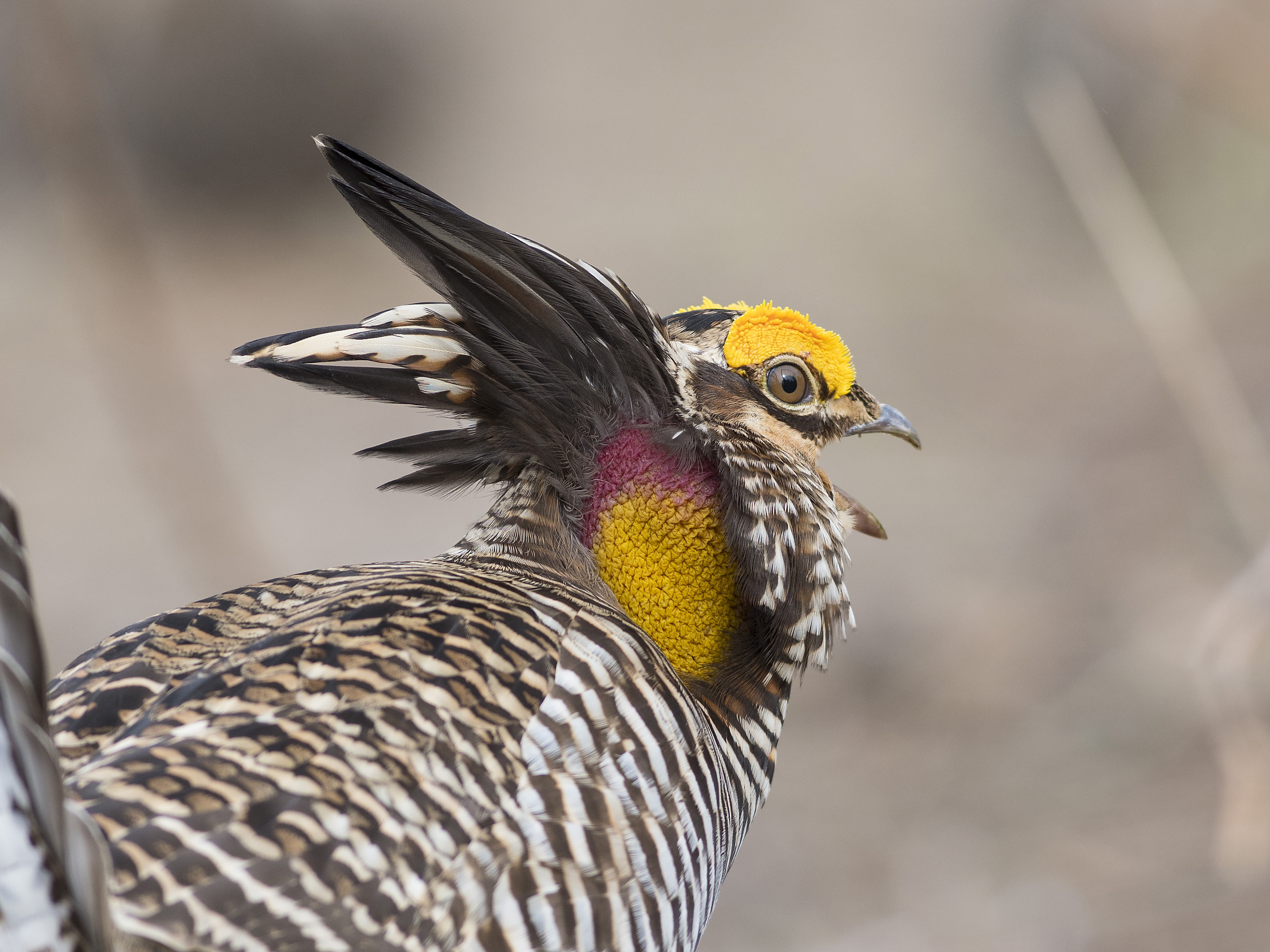 Cheyenne Bottoms preserva dar la bienvenida a miles de pájaros esta primavera - 13
