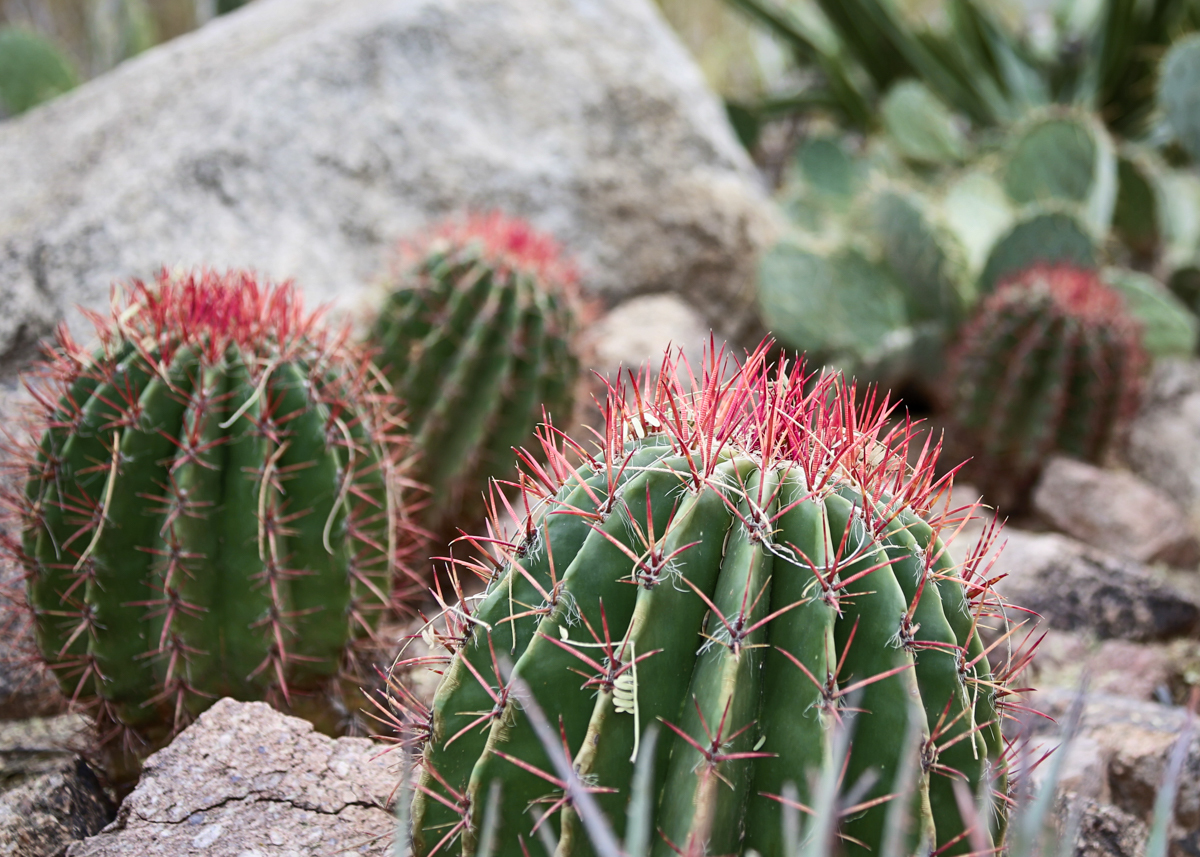 11 consejos para visitar el jardín botánico del desierto - 13