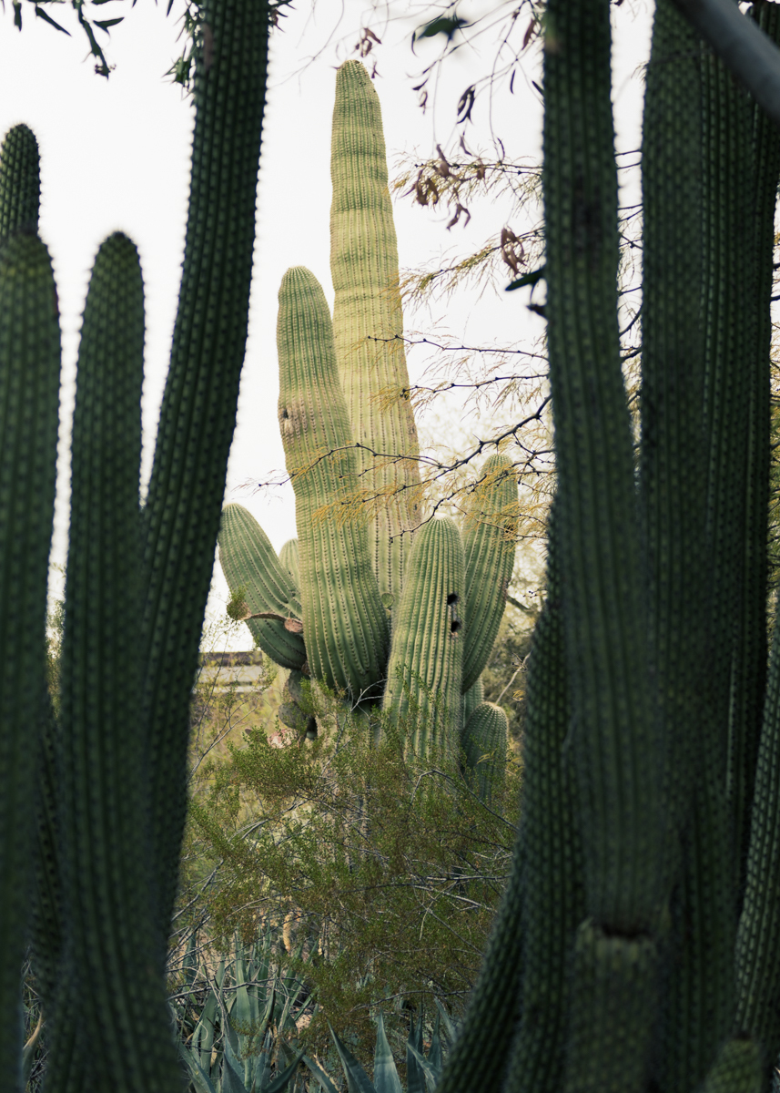 11 consejos para visitar el jardín botánico del desierto - 23