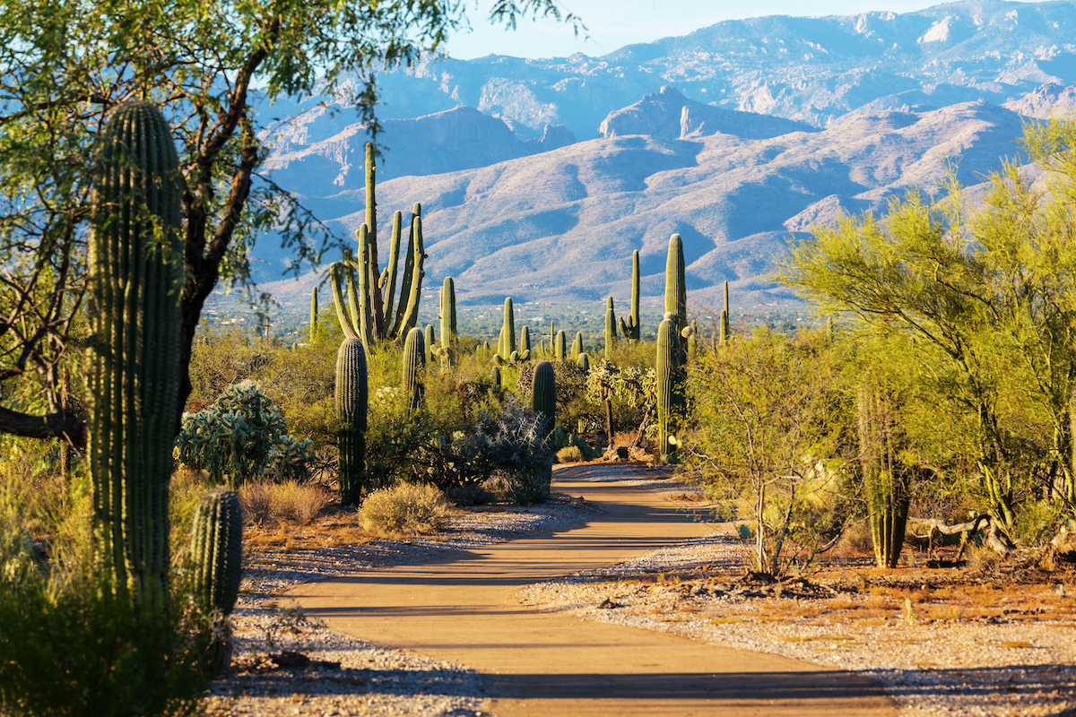 7 mejores lugares para experimentar el desierto de Sonora - 11