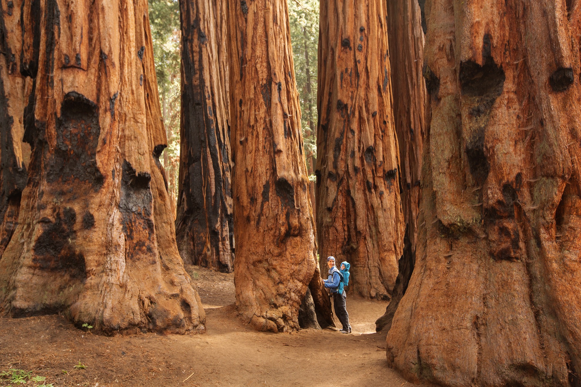 Visitar Mariposa Grove de California: 9 cosas que saber - 13