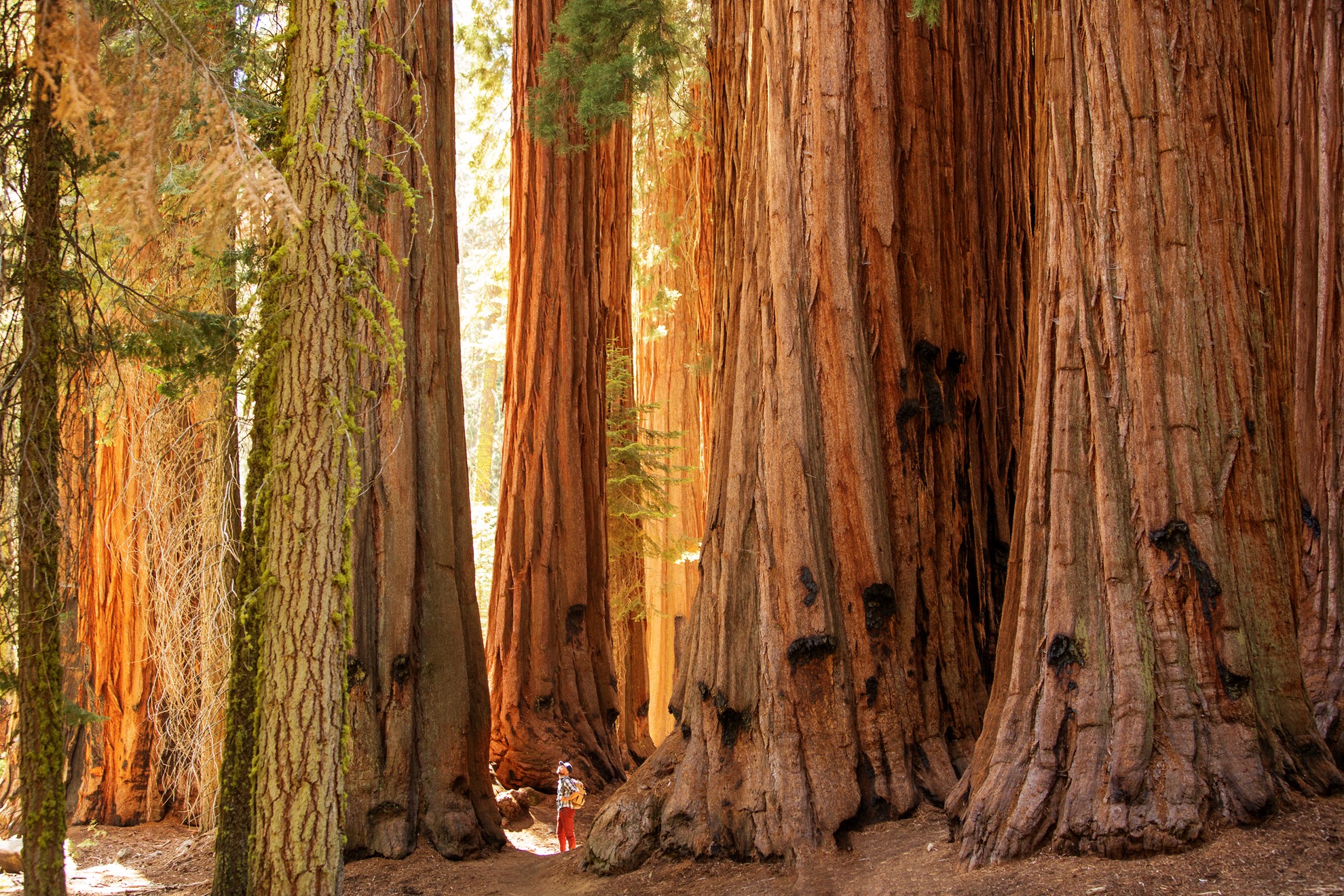 Visitar Mariposa Grove de California: 9 cosas que saber - 7