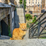 Strays entre ruinas: santuario de gatos de Roma