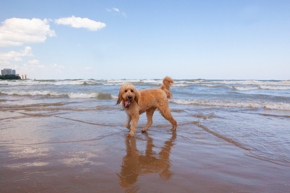 Las mejores playas amigables para perros de los EE. UU. - 23