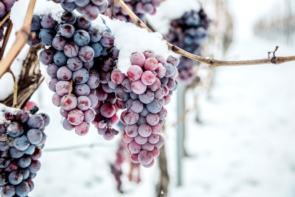 Ice Wine 101: Todo lo que necesita saber sobre el sorbo más dulce de Canadá - 7