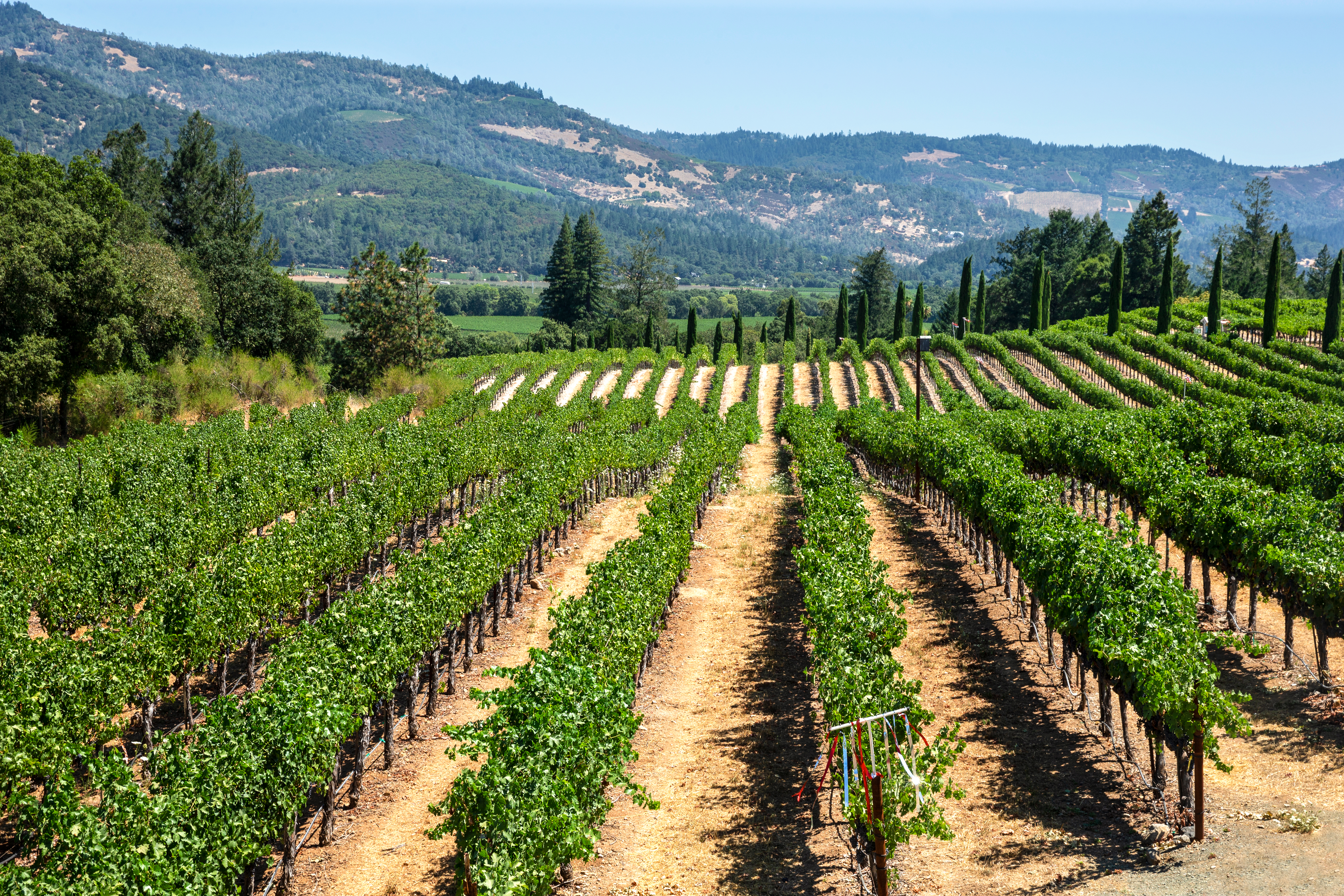 Temporada de cosecha en Napa Valley: las mejores experiencias del país del vino - 11