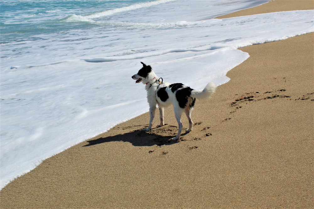 Las mejores playas amigables para perros de los EE. UU. - 21
