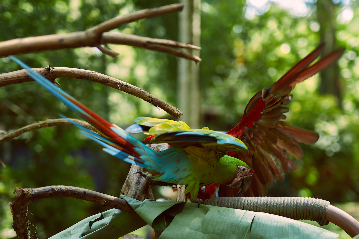 5 lugares para ser voluntarios con la vida silvestre en peligro de extinción en Costa Rica - 9