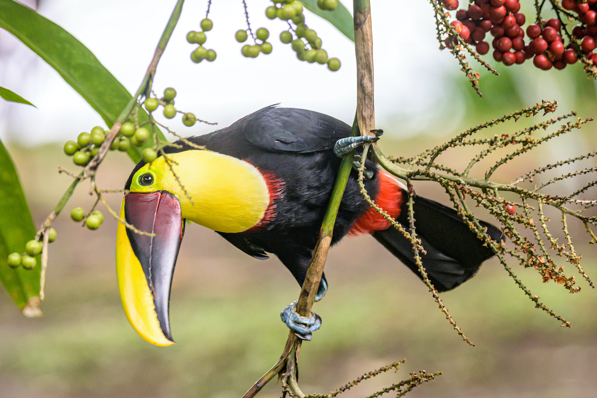 4 hermosos parques nacionales en Costa Rica para no perderse - 3