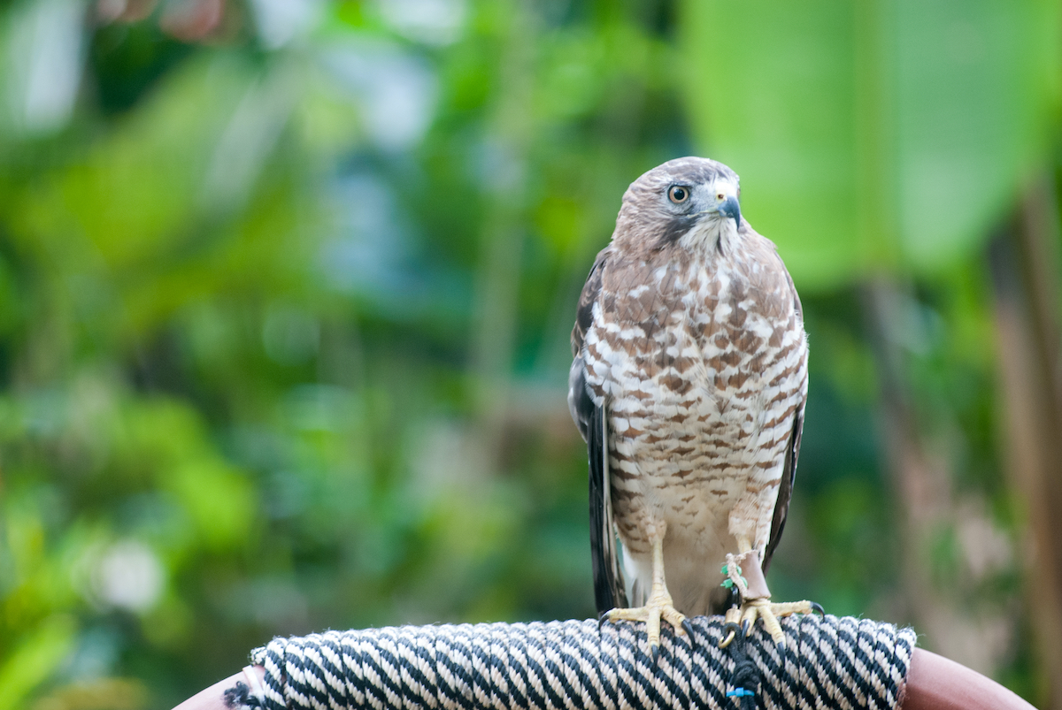 5 lugares para ser voluntarios con la vida silvestre en peligro de extinción en Costa Rica - 29