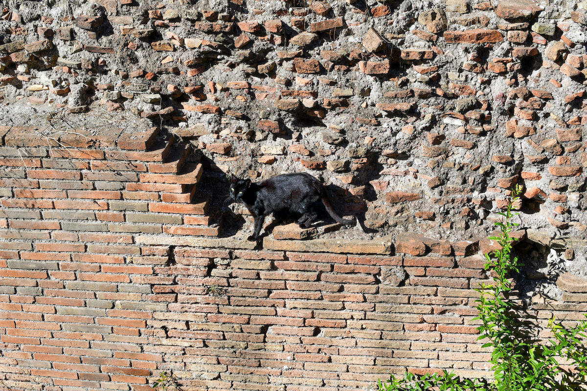 Strays entre ruinas: santuario de gatos de Roma - 9