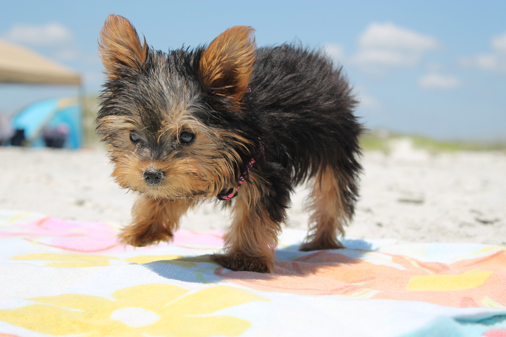 Las mejores playas amigables para perros de los EE. UU. - 9