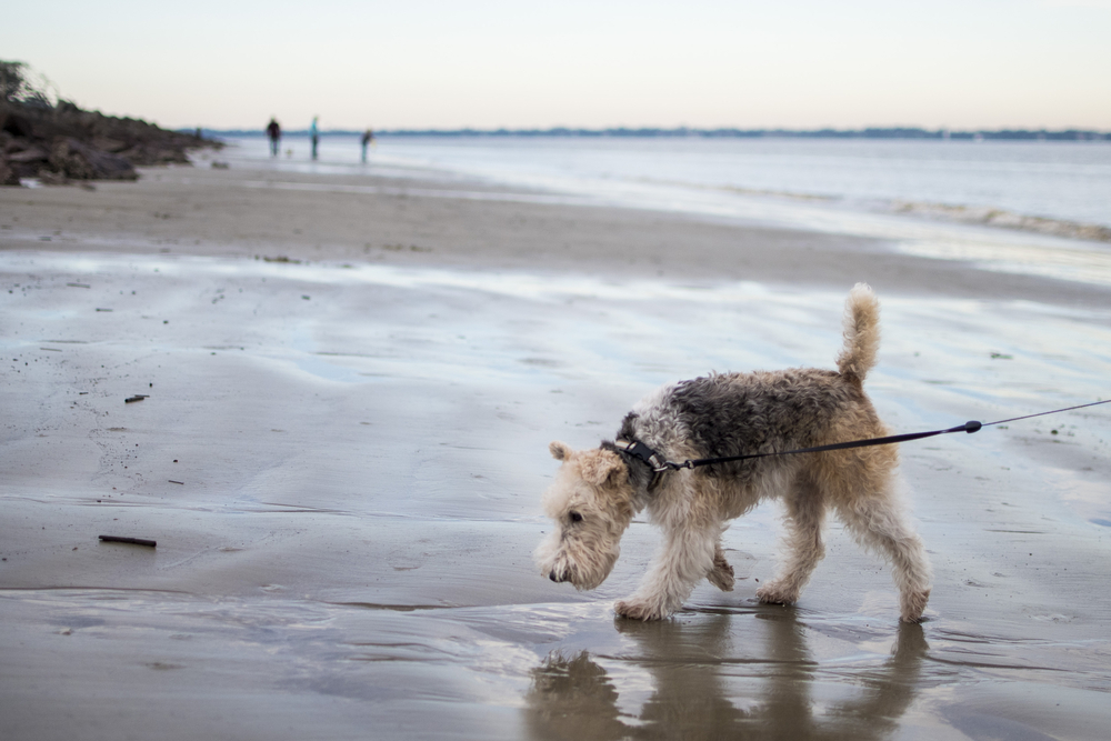 Las mejores playas amigables para perros de los EE. UU. - 21