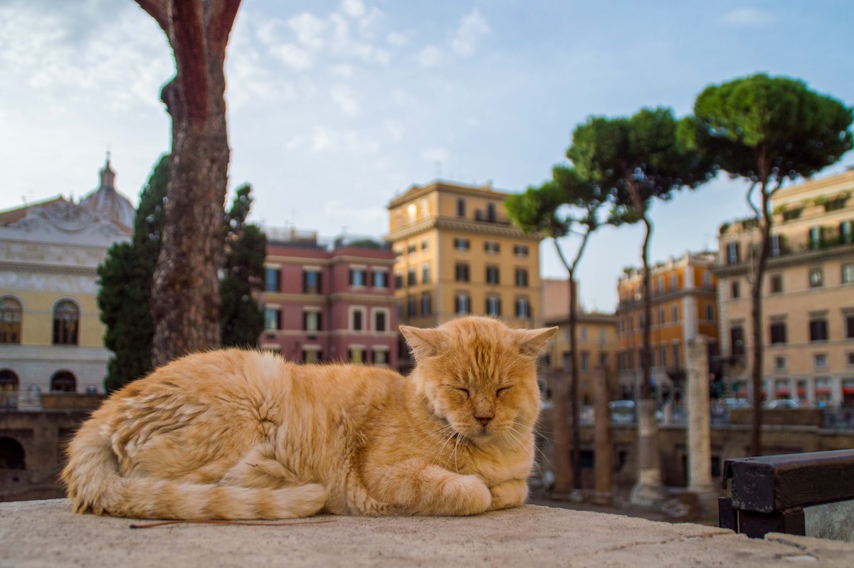 Strays entre ruinas: santuario de gatos de Roma - 7