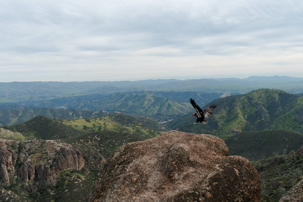 9 cosas que debe saber antes de visitar el Parque Nacional de Pinnacles - 21