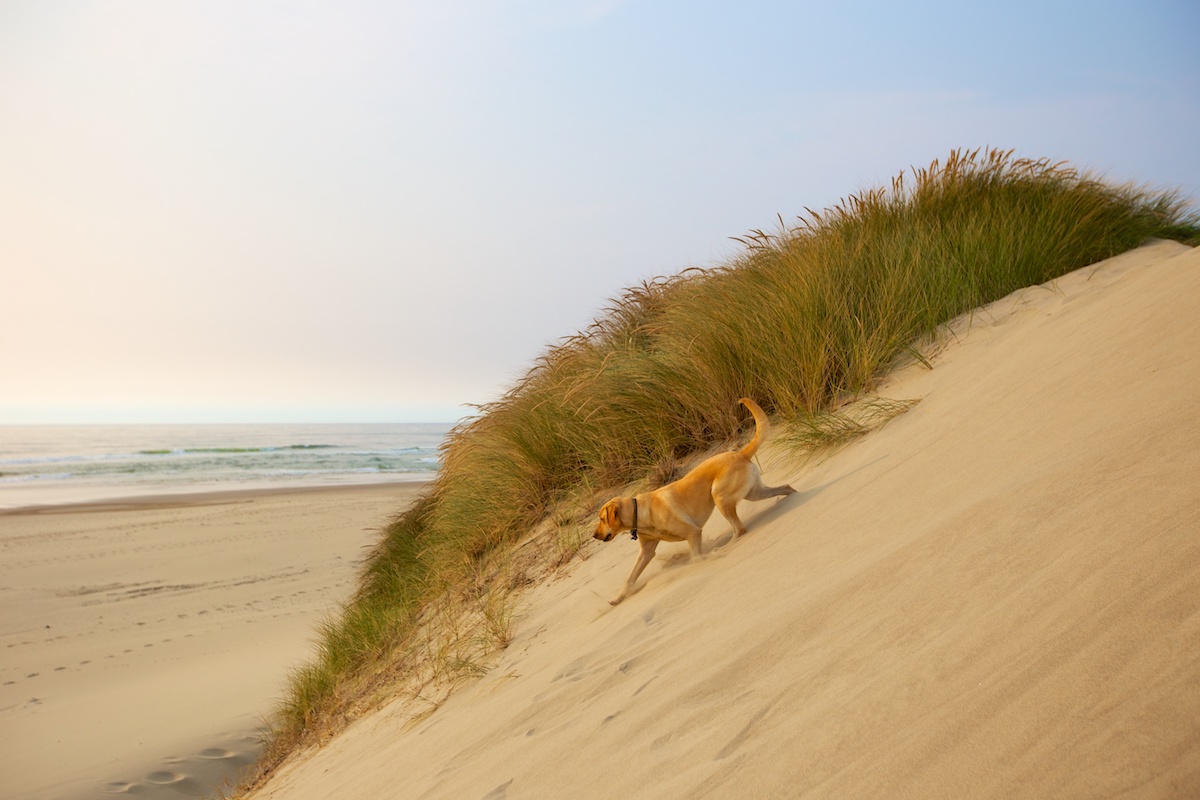 8 increíbles dunas de arena para explorar en los Estados Unidos occidentales durante el invierno - 19