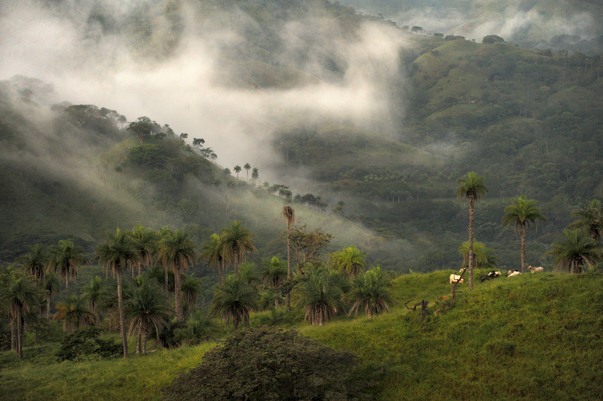 5 lugares para ser voluntarios con la vida silvestre en peligro de extinción en Costa Rica - 11