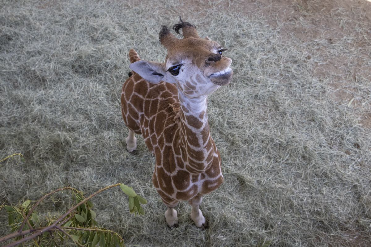El personal de San Diego Zoo Safari Park ayuda a caminar con jirafa para bebés con ortesis especial - 9