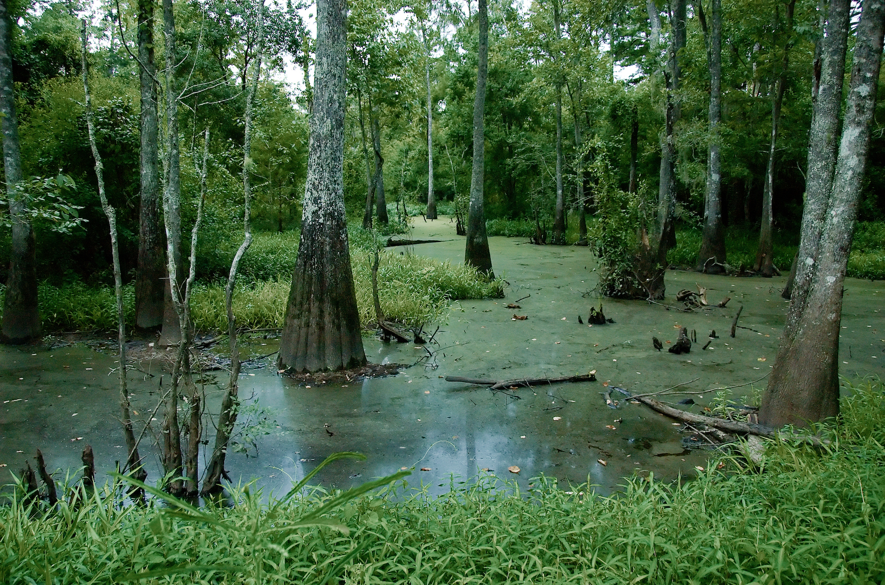 10 mejores caminatas en la hermosa Louisiana - 15