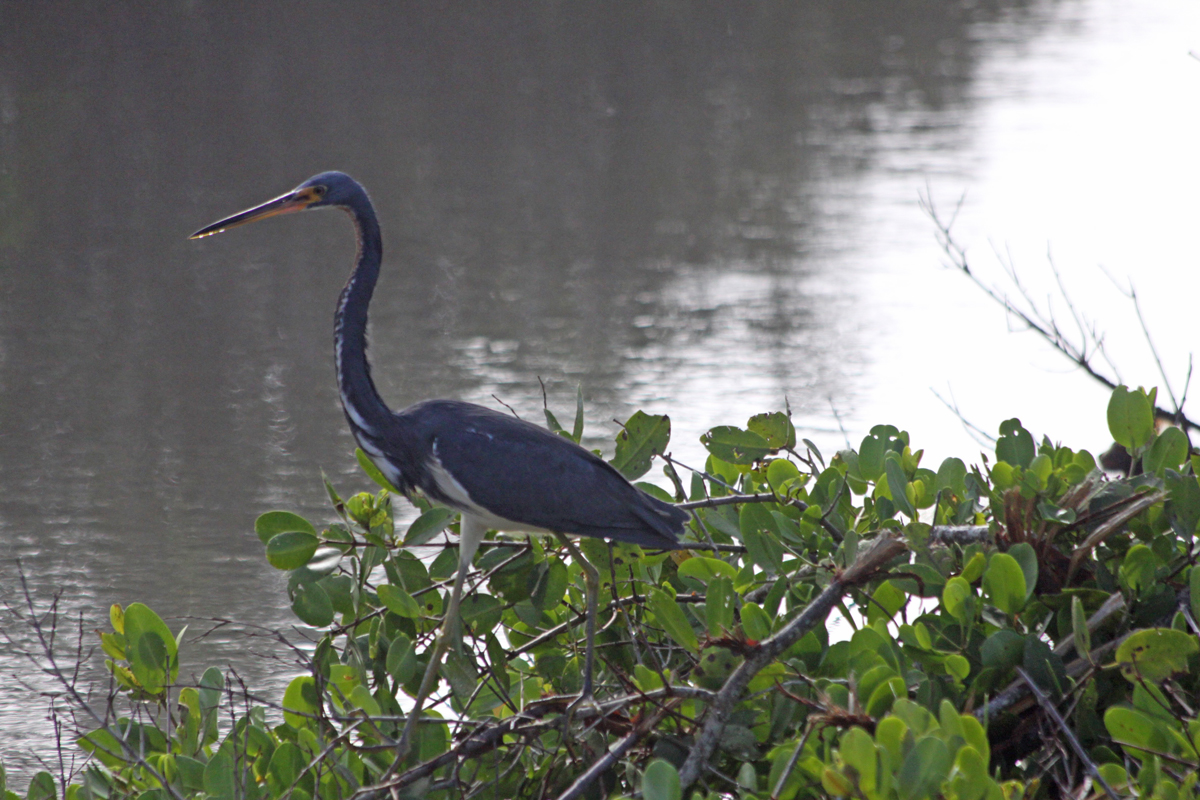8 Experiencias increíbles en la isla Merritt de Florida para los amantes de la naturaleza - 27